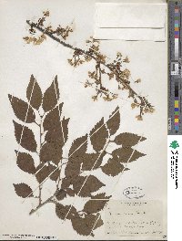 Prunus incisa image