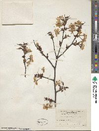 Prunus incisa image