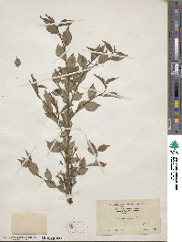 Prunus incisa image