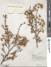 Prunus incisa image