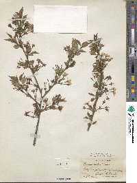 Prunus incisa image