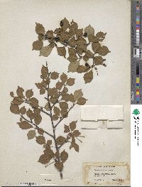 Prunus incisa image