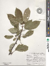 Prunus avium image