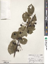 Prunus avium image