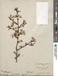 Prunus incisa image