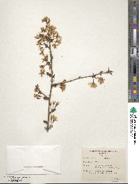 Prunus incisa image