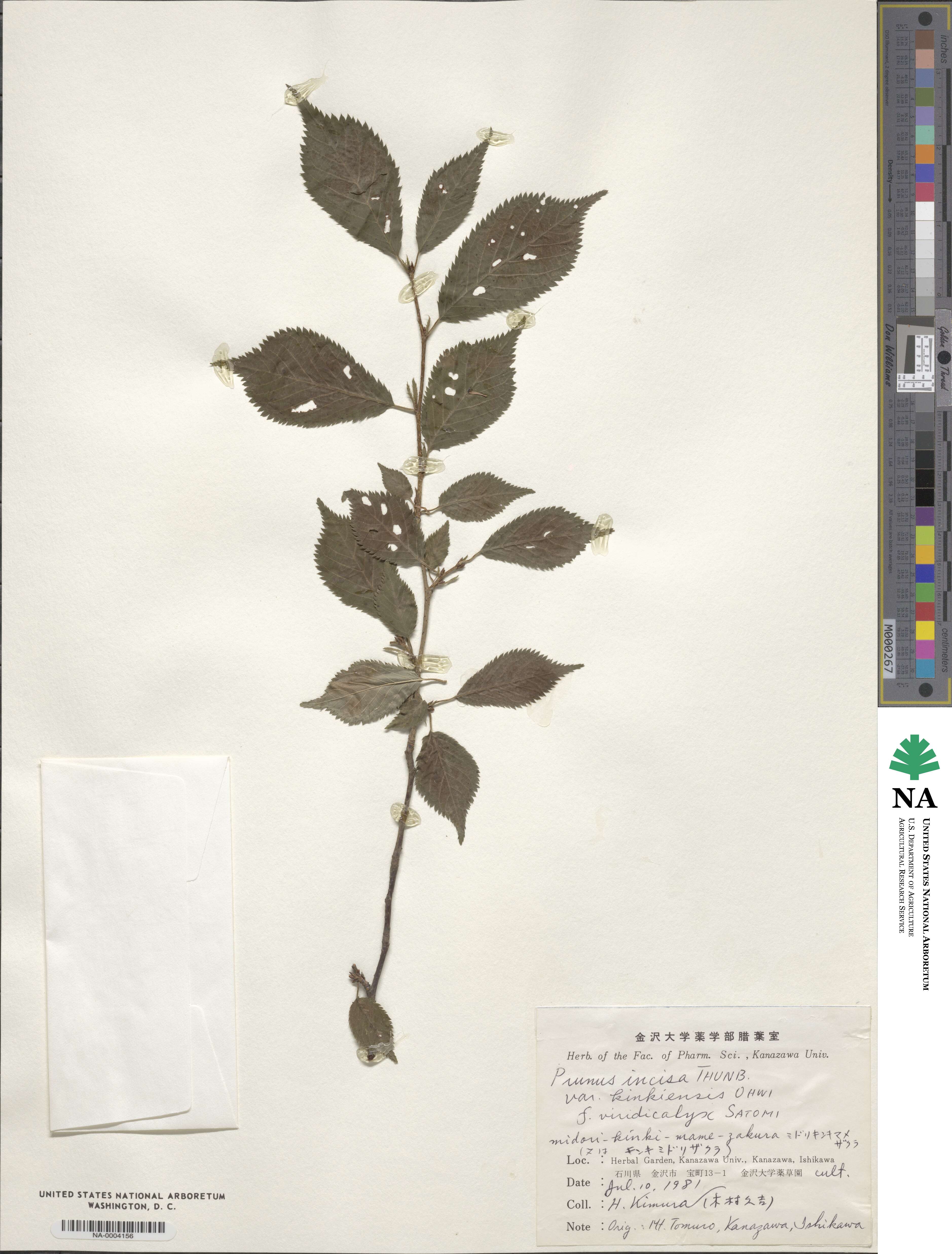 Prunus incisa var. kinkiensis image