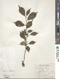 Prunus incisa var. kinkiensis image