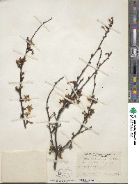 Prunus incisa image