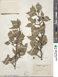 Prunus incisa image