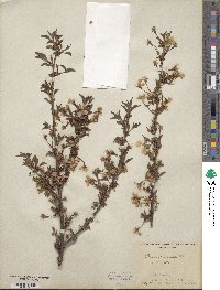 Prunus incisa image