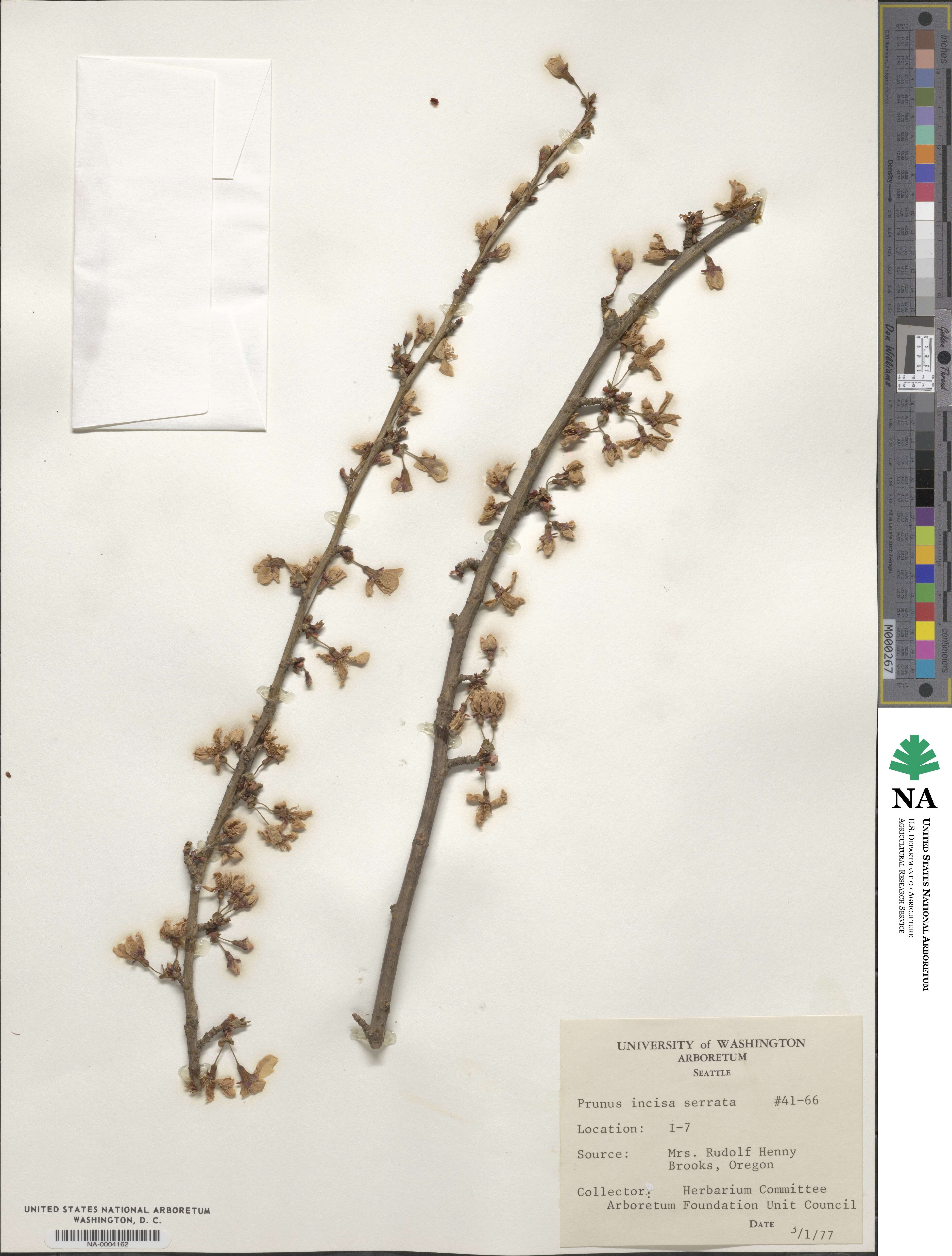 Prunus incisa image