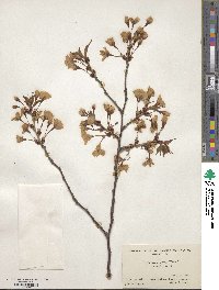 Prunus incisa image