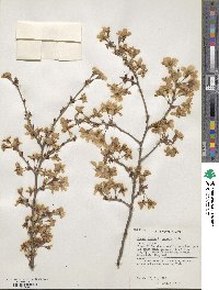 Prunus incisa image