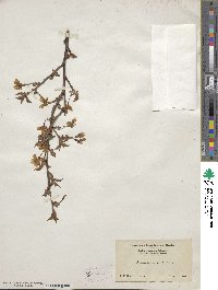 Prunus incisa image