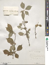 Prunus incisa image