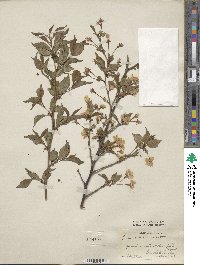 Prunus incisa image