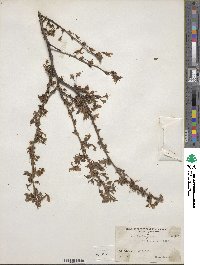 Prunus incisa image