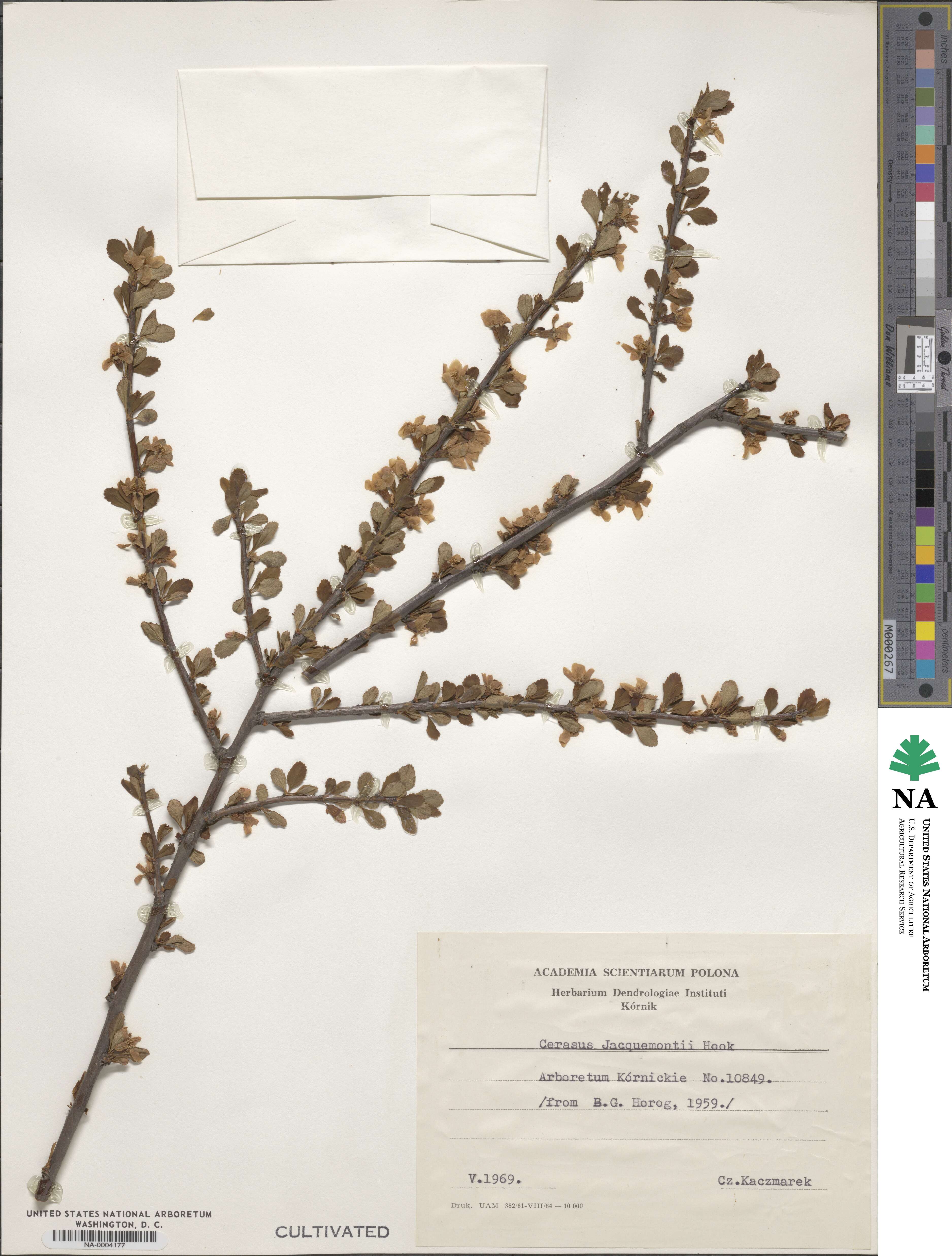 Prunus jacquemontii image