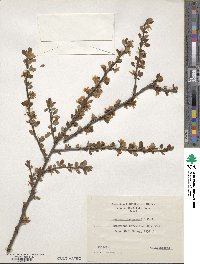 Prunus jacquemontii image