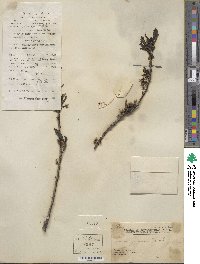 Prunus japonica var. nakaii image