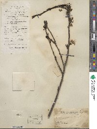 Prunus japonica image