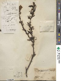 Prunus japonica var. nakaii image