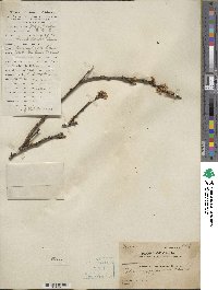 Prunus japonica var. nakaii image