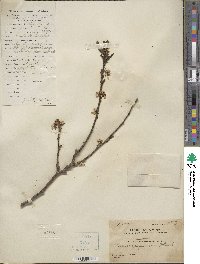 Prunus japonica var. nakaii image