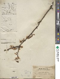 Prunus japonica image