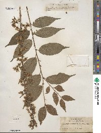 Prunus japonica var. nakaii image