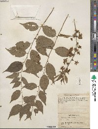 Prunus japonica image