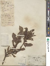 Prunus japonica var. nakaii image