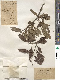 Prunus japonica var. nakaii image