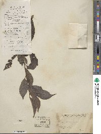 Prunus japonica var. nakaii image