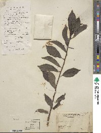 Prunus japonica var. nakaii image