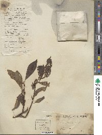 Prunus japonica var. nakaii image