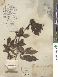 Prunus japonica var. nakaii image