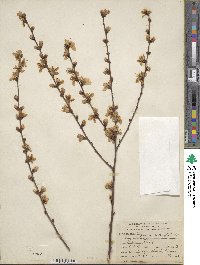Prunus kansuensis image