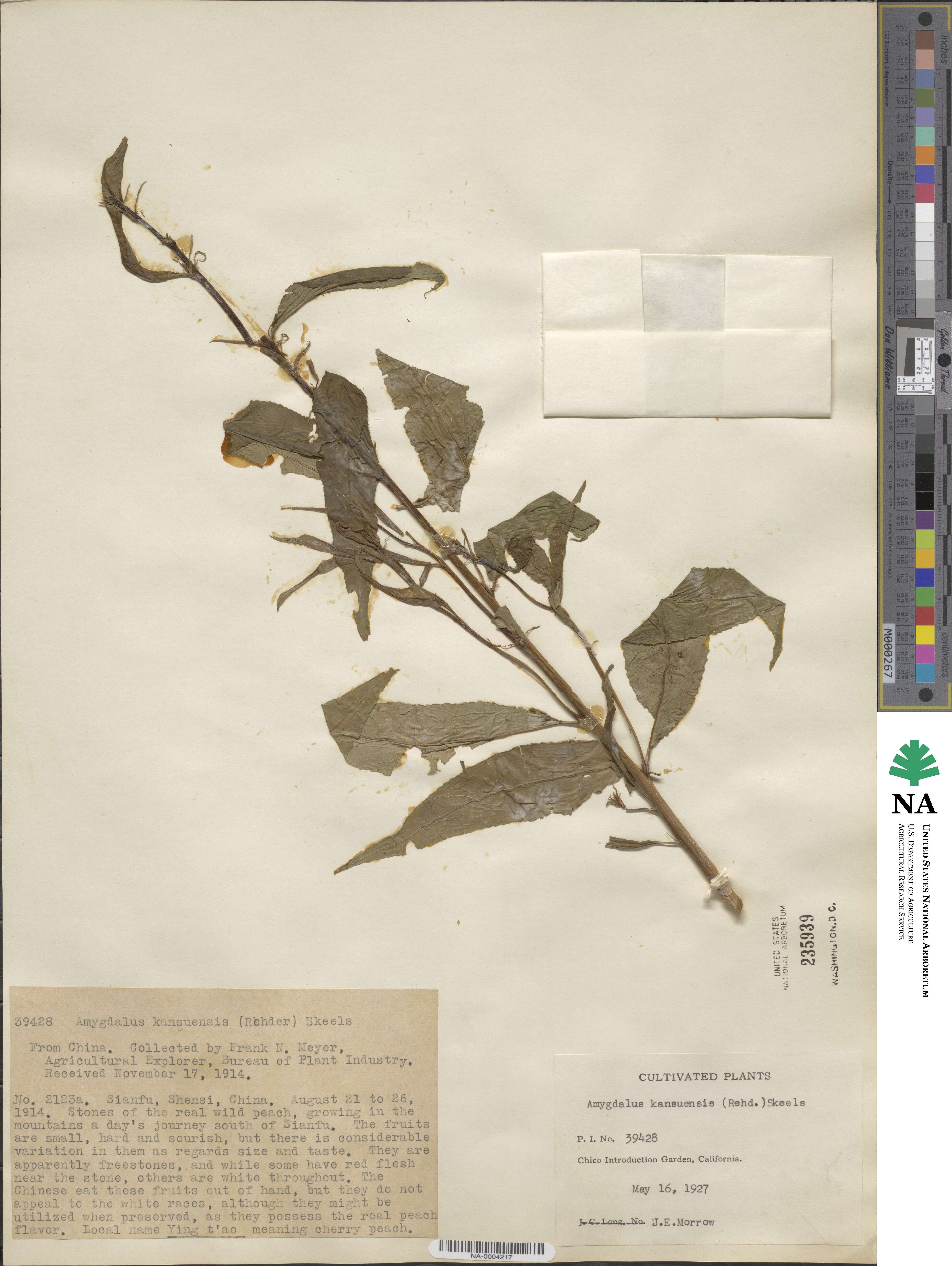 Prunus kansuensis image