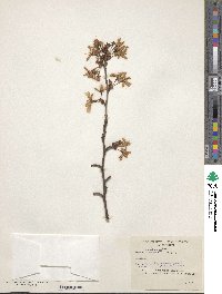 Prunus nipponica var. kurilensis image