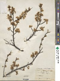 Prunus mexicana image