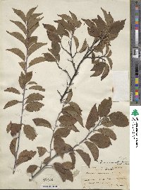 Prunus mexicana image