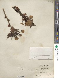 Prunus lannesiana image