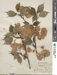 Prunus lannesiana image