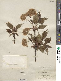 Prunus lannesiana image