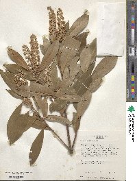 Prunus laurocerasus image