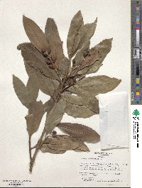 Prunus laurocerasus image