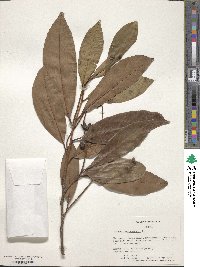 Prunus laurocerasus image