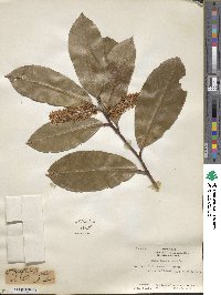 Prunus laurocerasus image